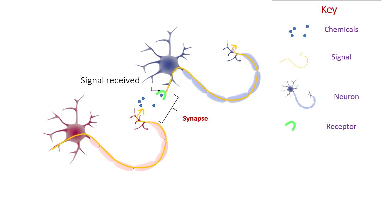Make A Synapse Model The British Neuroscience Association